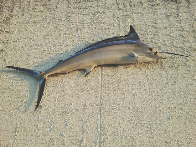 Foto marlin morto sul muro