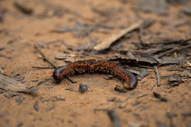 Dead millipedes on the soil in the forest