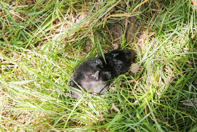 草の上に横たわっている死んだハダカデバネズミ。