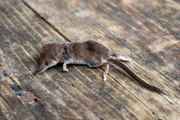 Photo dead mouse caught by a cat