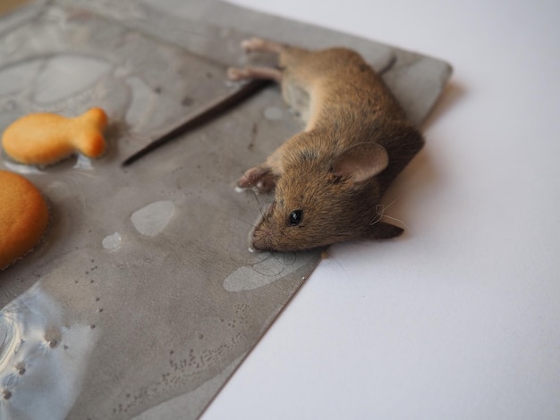 Glue Mousetrap Rats Rat Glue Trap Dead Mouse Mousetrap Stock Photo by  ©YAYImages 262509948