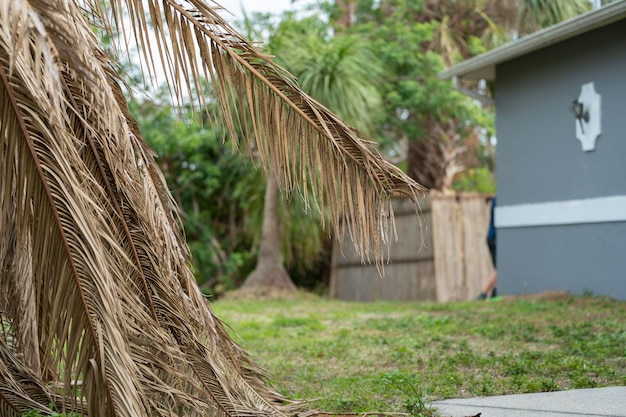 Photo dead palm tree with dry branches on florida home backyard tree removal concept