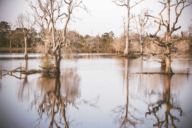 Photo dead perennial trees by the lake