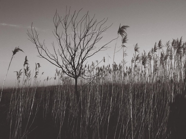 Фото Мертвое растение на поле на фоне неба