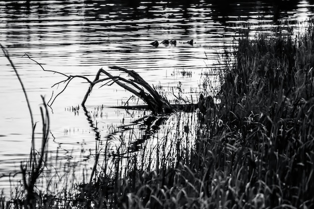 Dead plant at riverbank