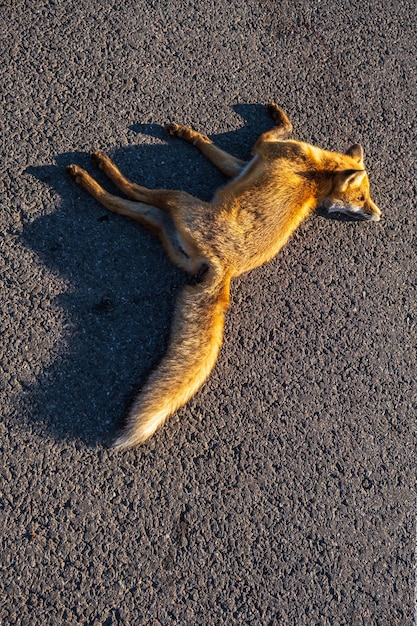 Dead red fox on the road Problem of the absence of obstacles on highspeed roads