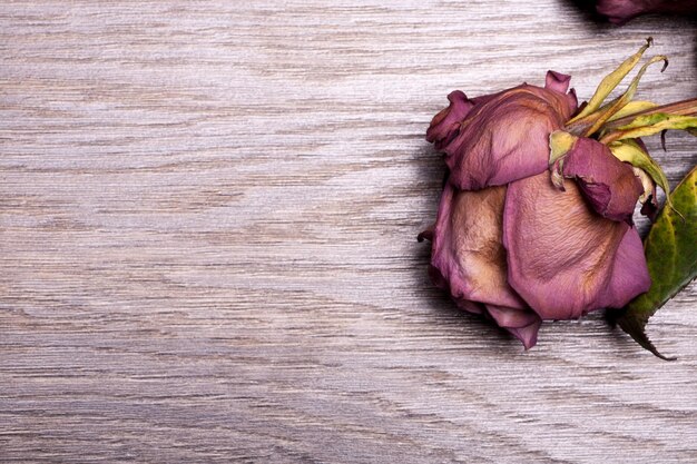 Dead roses on vintage wooden background in studio photo