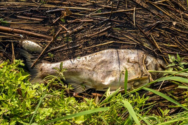 汚染された湖の生態学的災害とハクレンの疫病の岸で死んだ腐った魚