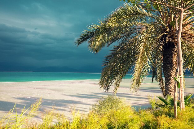 Dead sea shore palm tree on the beach ein bokek israel