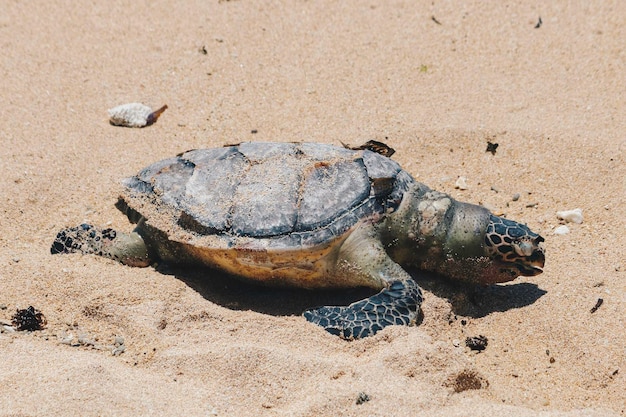 死んだ海亀の体、砂浜で