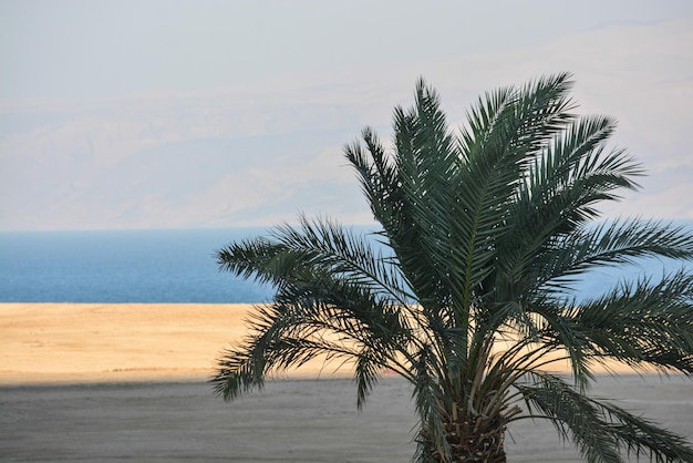 The Dead Sea