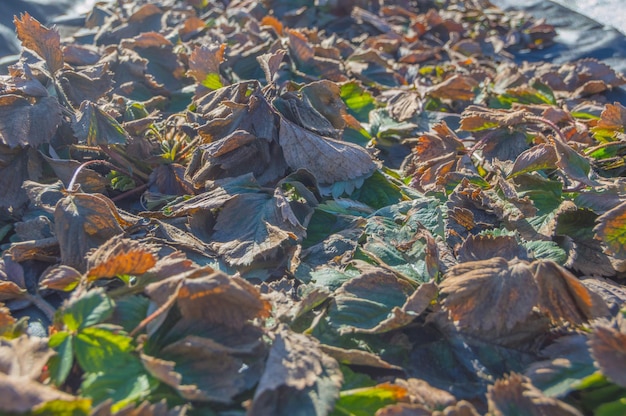 Dead strawberry bushes after winter hibernation.