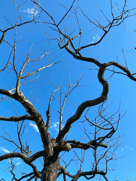 Мертвое дерево на фоне естественного фона голубого неба крупным планом