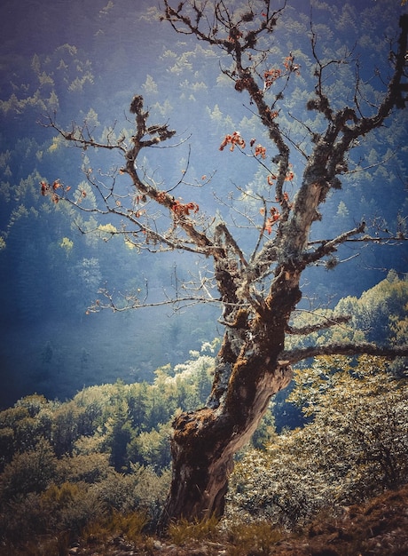 Photo dead tree on background green trees