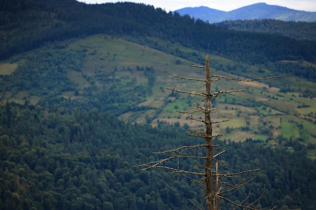 A dead tree on the background of a mountain slope