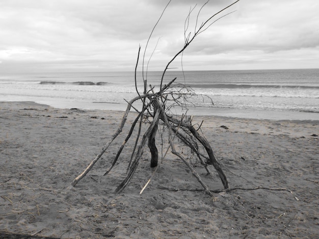 Photo dead tree at beach against cloudy sky