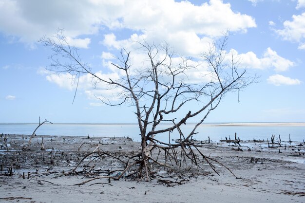 Photo dead tree at beach against sky