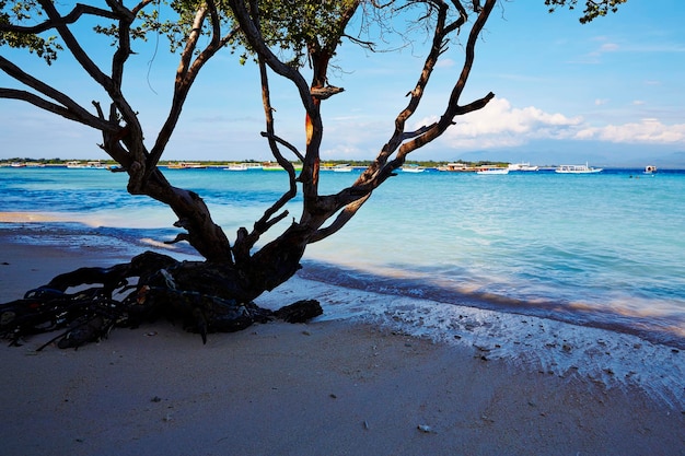 Foto albero morto sulla spiaggia