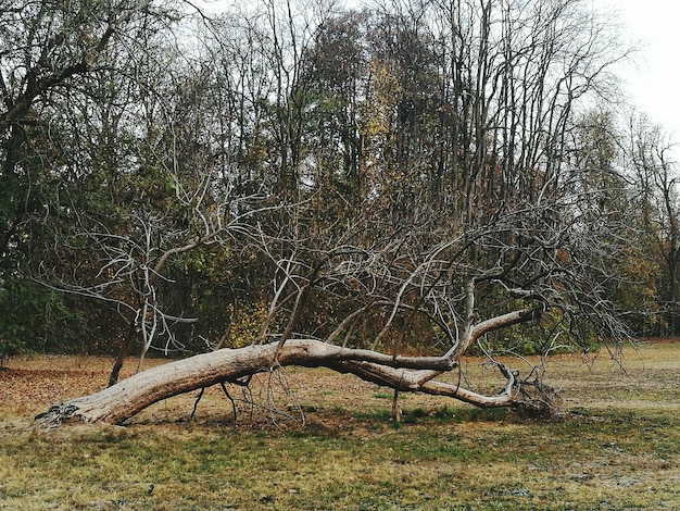 Dead tree on branch