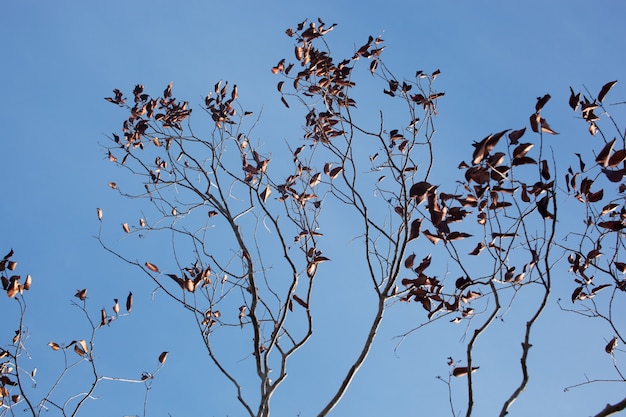 Dead tree branches in blue sky