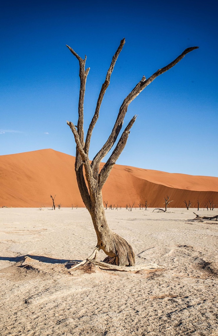 Photo dead tree on desert against clear blue sky