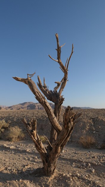 Photo dead tree in desert against clear sky