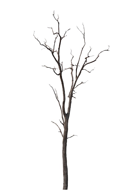 Dead tree or dried tree isolated on white.Clipping path.