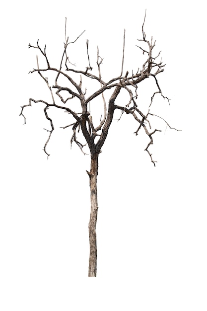 Dead tree or dried tree isolated on white