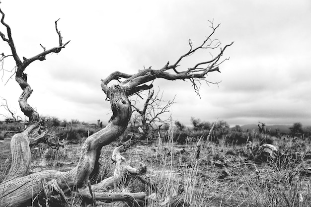 Foto albero morto sul campo contro il cielo