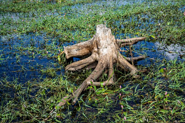 Foto albero morto sul campo