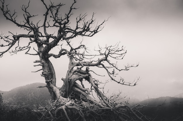 Dead tree in the foggy mountains