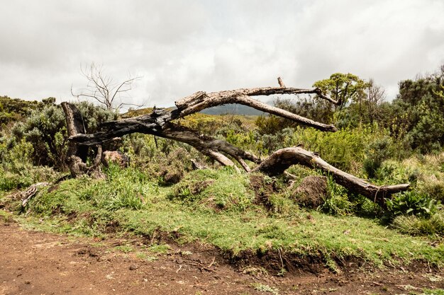 Foto un albero morto nella foresta del parco nazionale del monte kenya