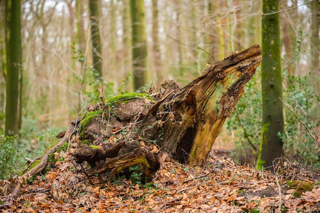 Photo dead tree in forest