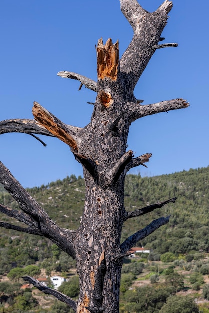 dead tree from forest fire