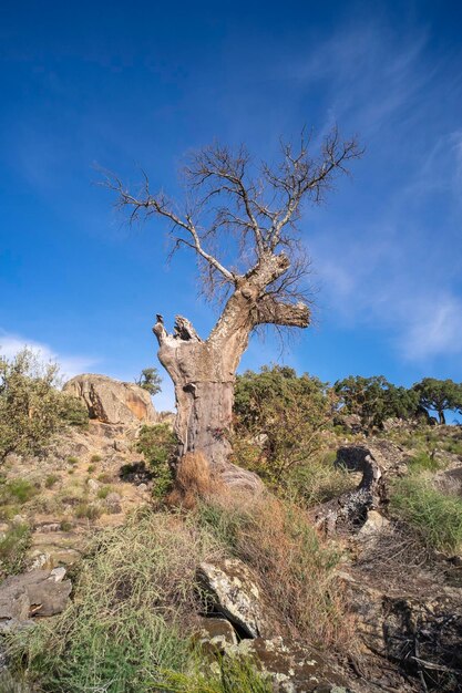 Dead tree isolated on a cludscape background