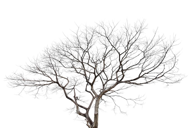 Dead tree isolated on a white background clipping path