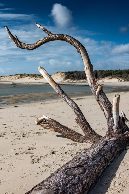 Photo dead tree laid by the sea on the beach at the mouth of the bay of authie, berck-plage