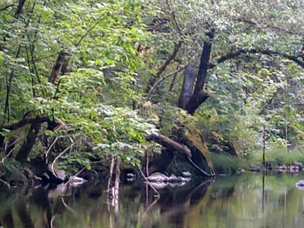 Dead tree on lake in forest