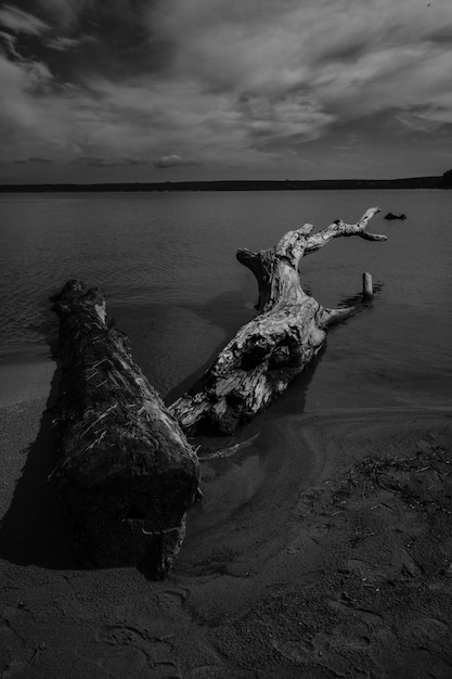 A dead tree lies on a sandy beach in berdsk