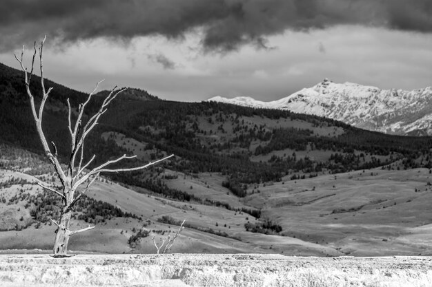 Dead Tree at Mammoth Hot Springs