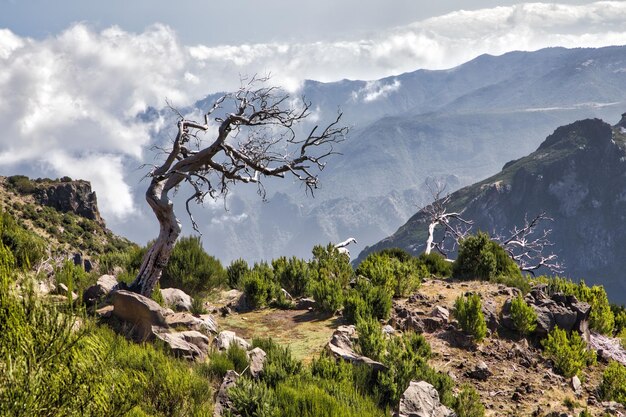 Dead tree on a mountain with Pico Ruivo peak and clouds in the background in Madeira Portugal