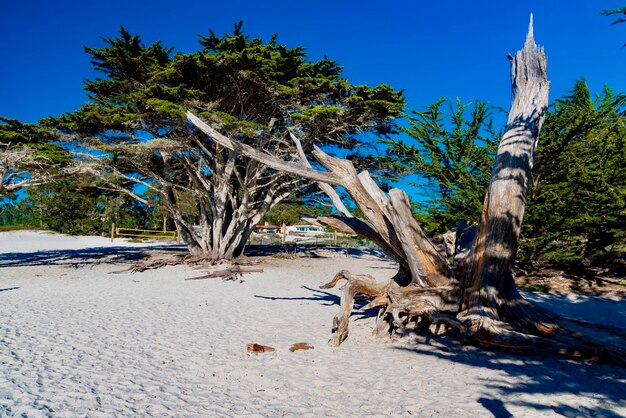 Foto albero morto sulla sabbia sulla spiaggia contro il cielo