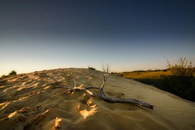 Dead tree on sand in the desert at sunset