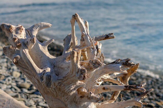 Photo dead tree on the seashore the concept of environmental pollution