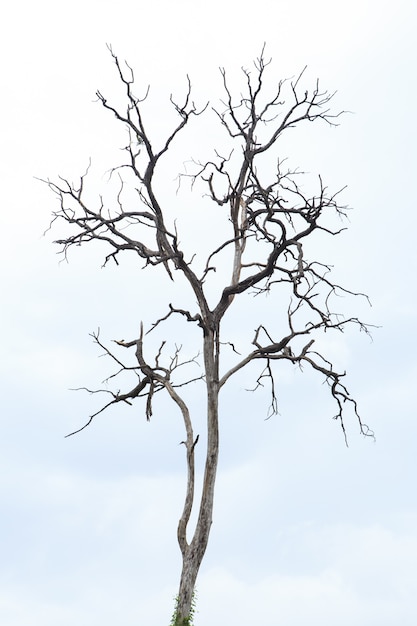 Dead tree in the Thailand