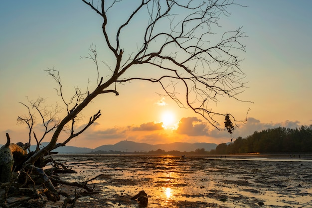 Dead tree in the tropical sea sunset or sunrise evening time