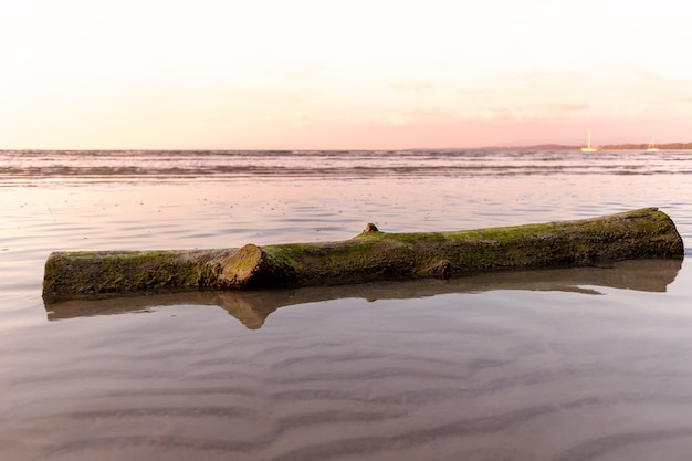 Photo dead tree trunk lay on the beach