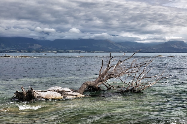 Foto albero morto nell'acqua a kiakoura bayura