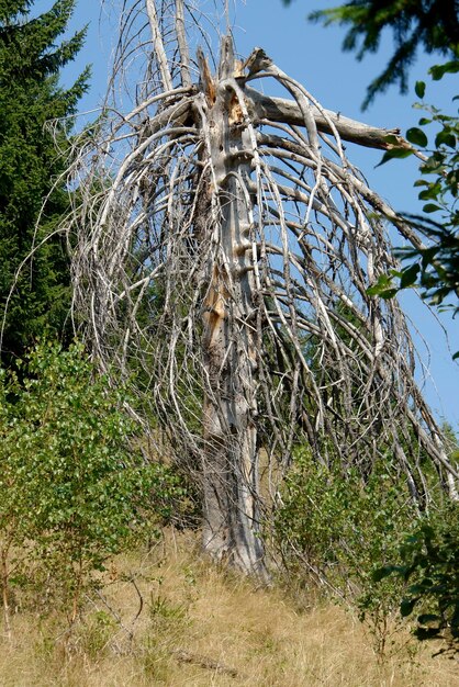 dead tree