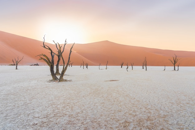 Фото Мертвые деревья в deadvlei в пустыне намиб в намибии.